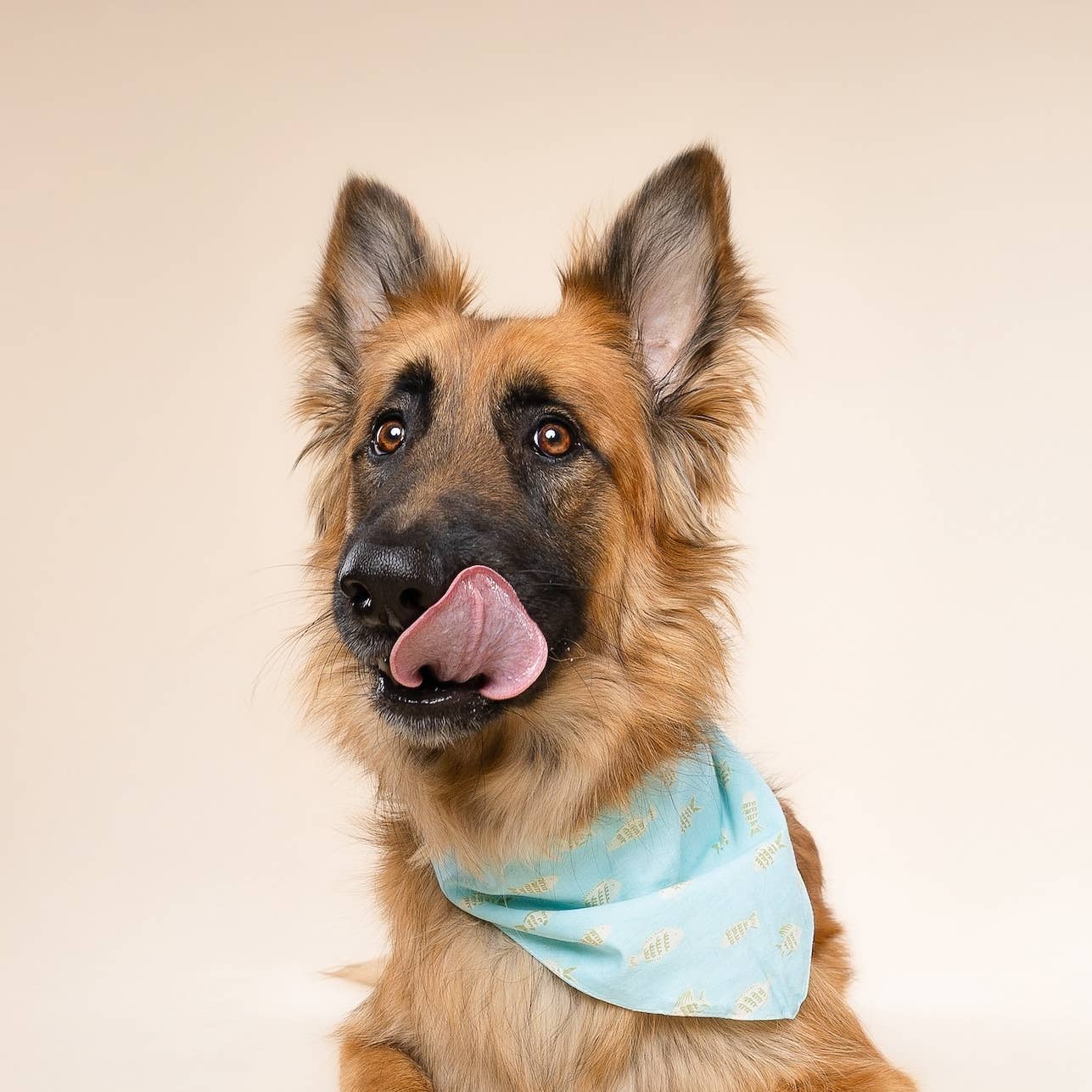 Guppy Dog Bandana