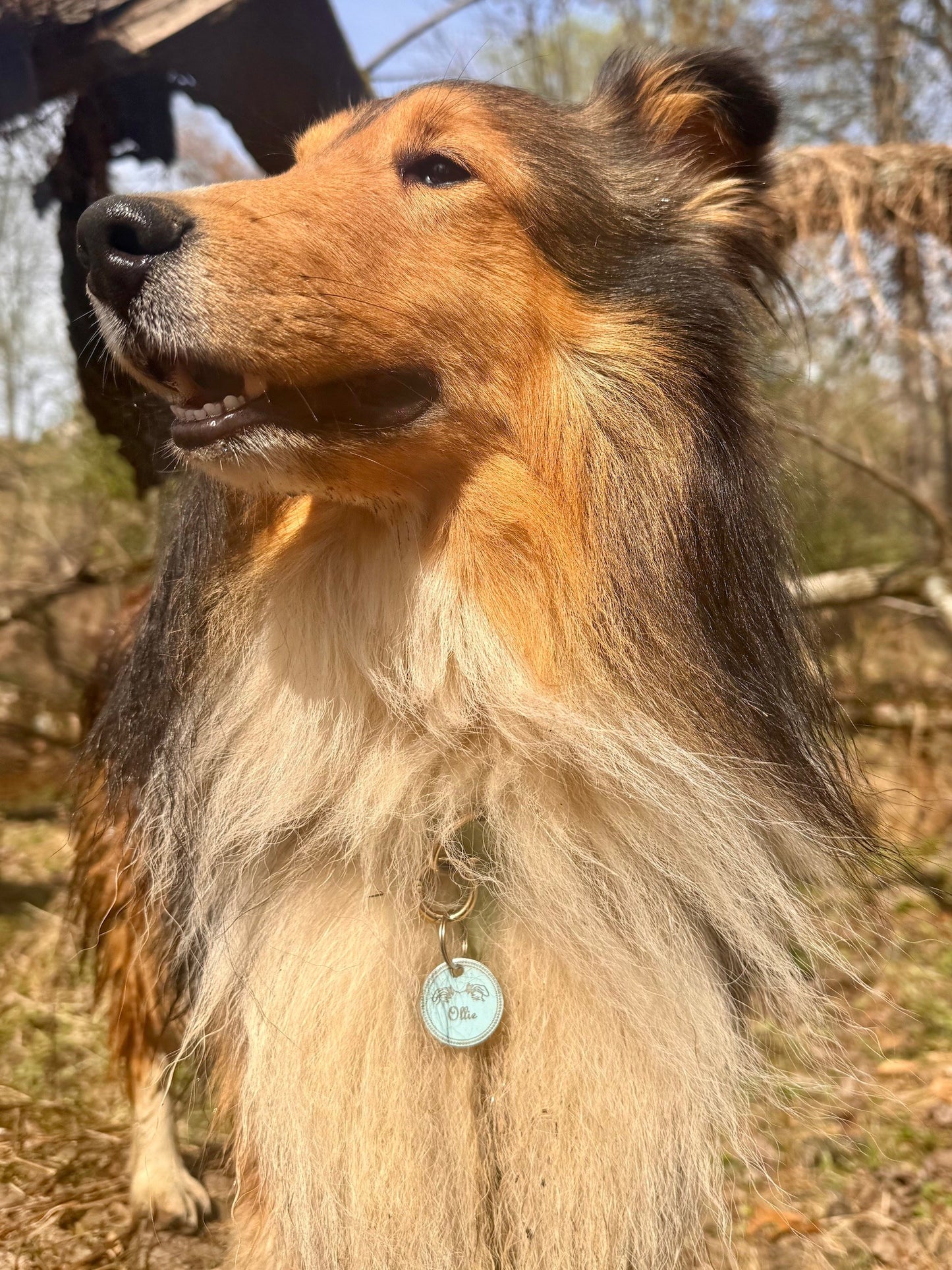 Dog Ear Tag