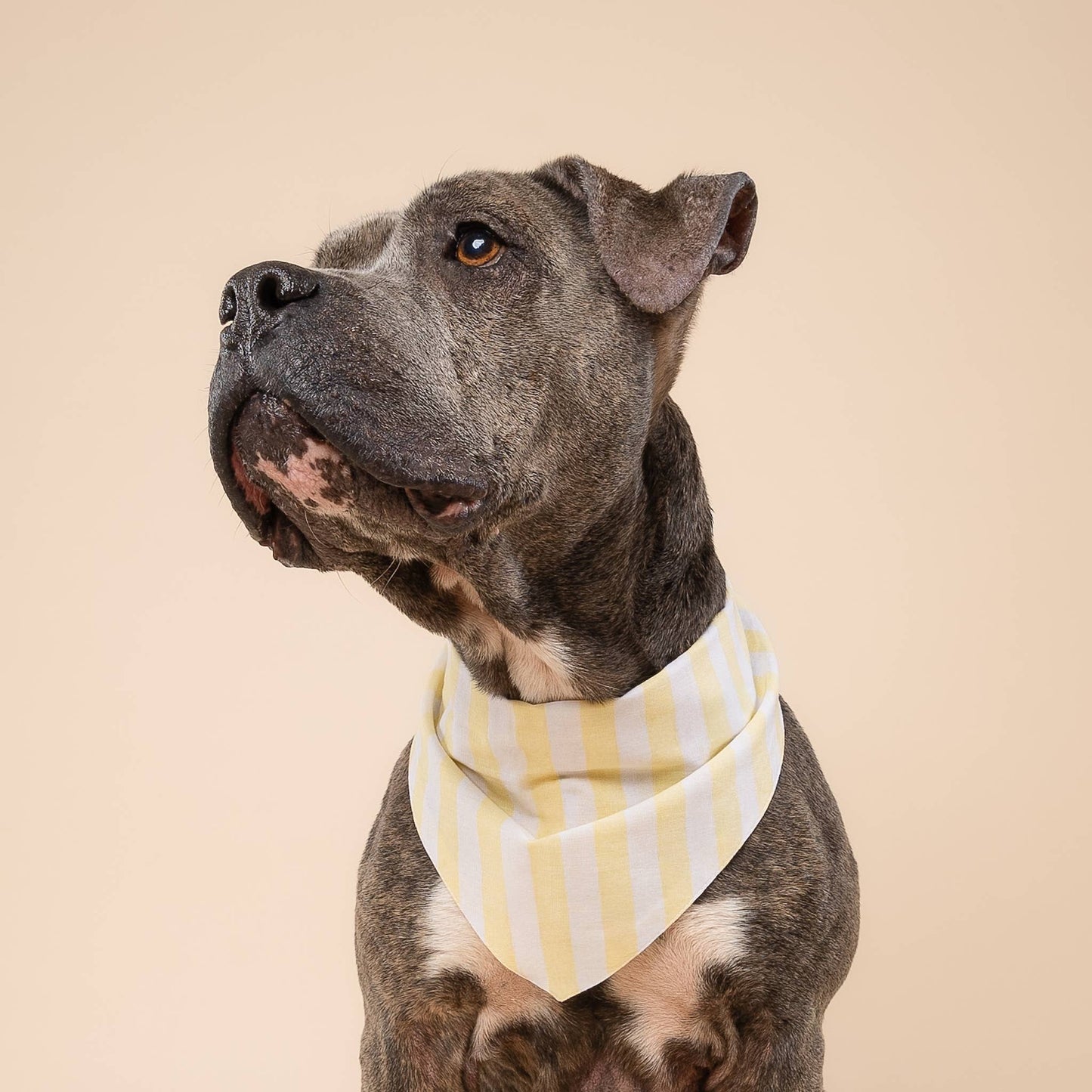 Cabana Dog Bandana - Butter Yellow Stripe