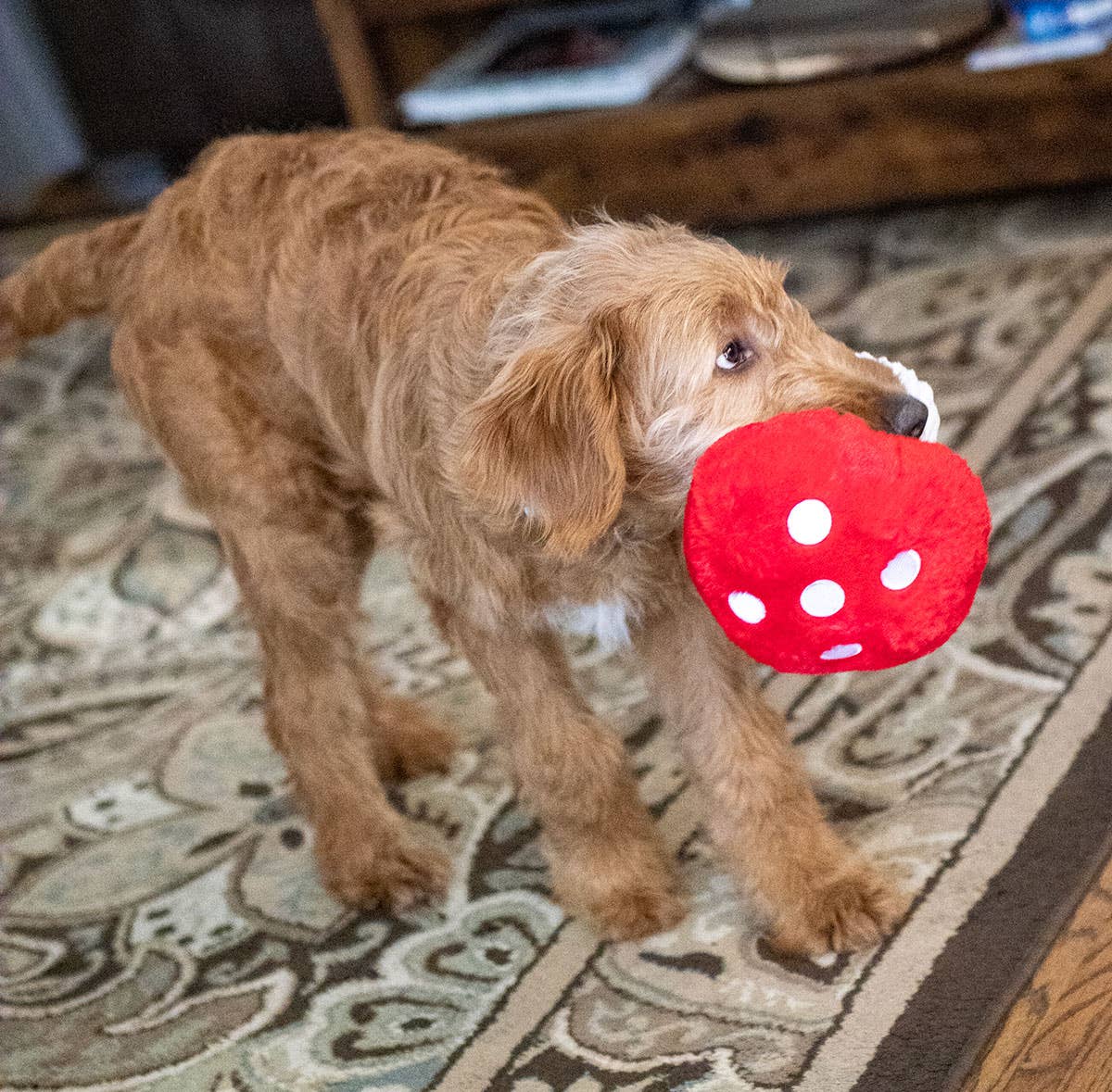 Mushroom Dog Toy