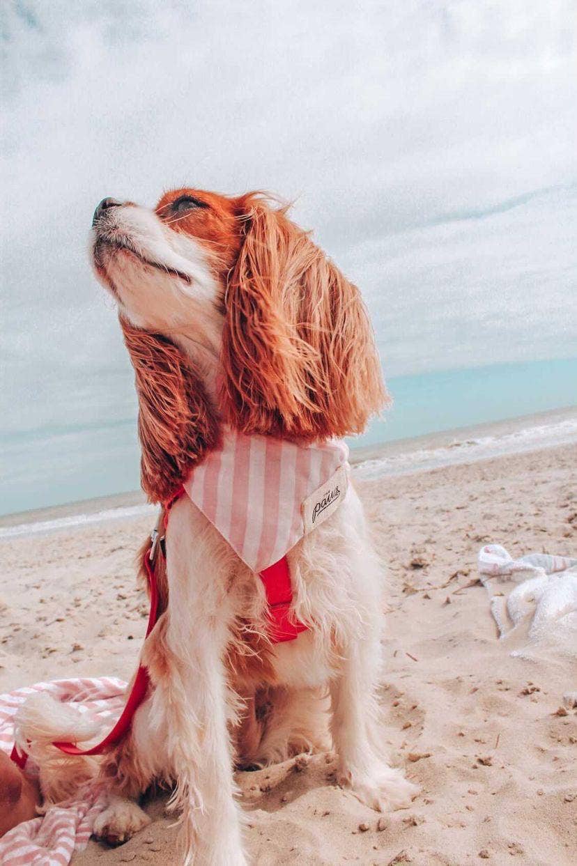 'Tails Dog Bandana - Blush Pink Stripe