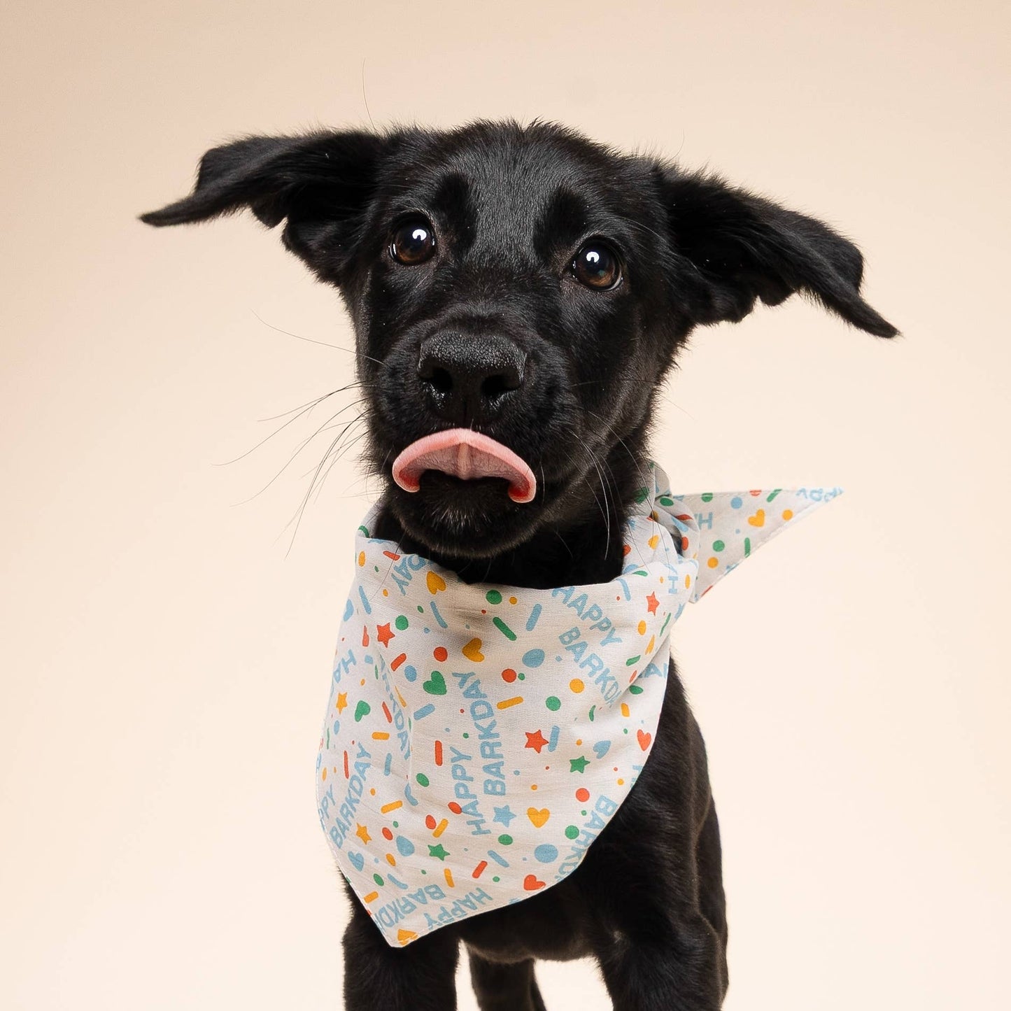 Bandana bleu pour chien de fête