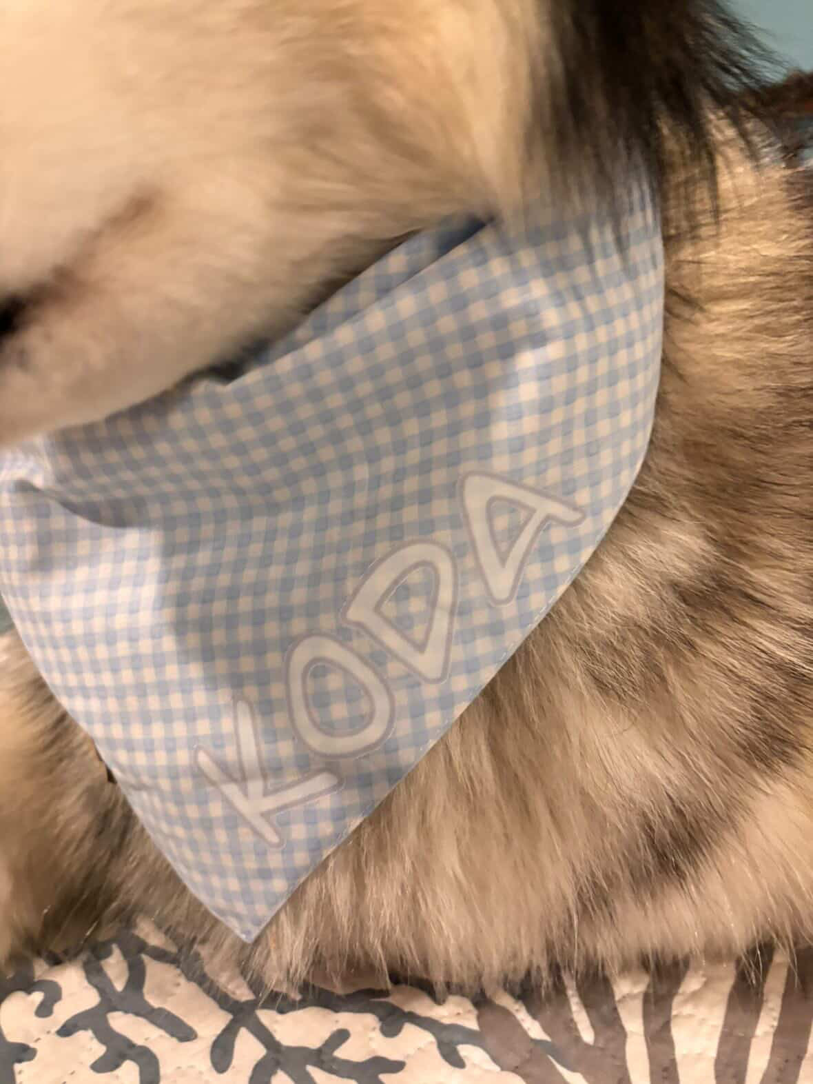 Bandana bleu pour chien de Pâques