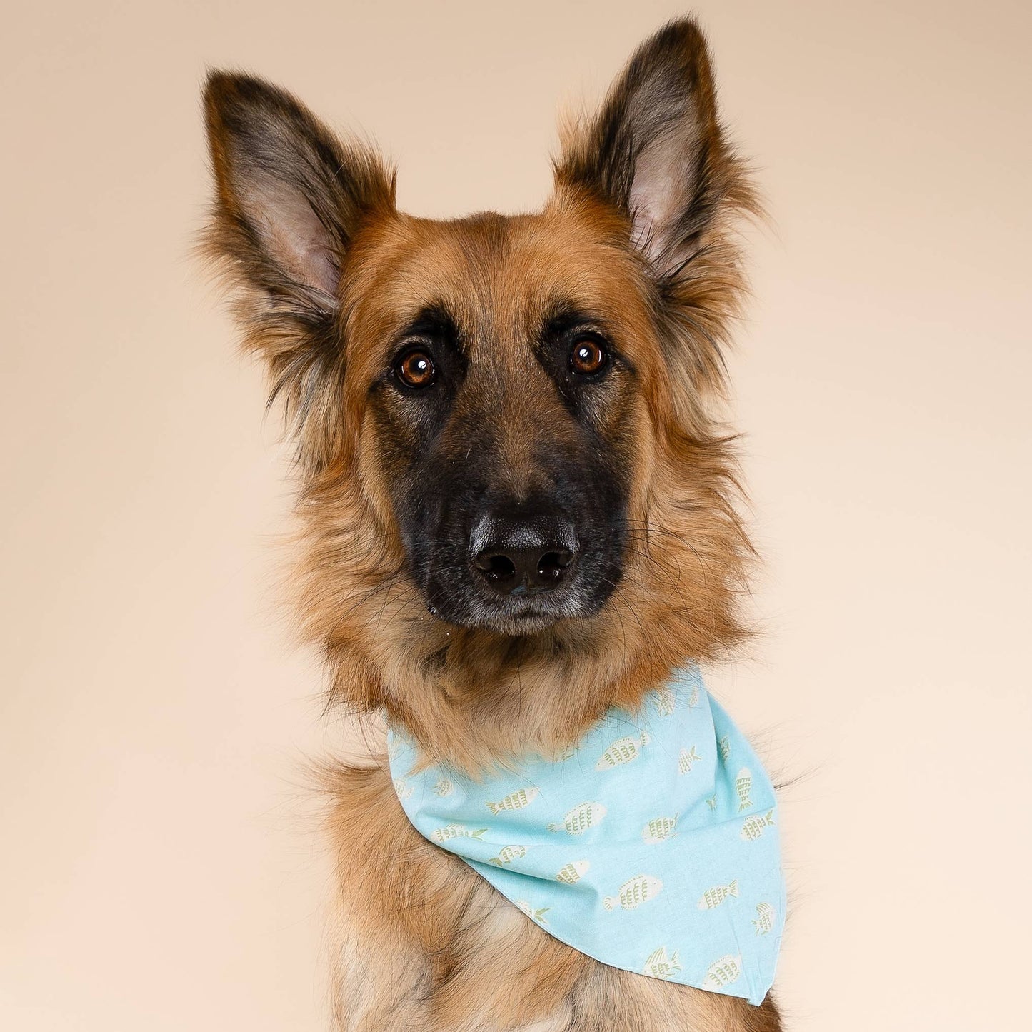 Guppy Dog Bandana