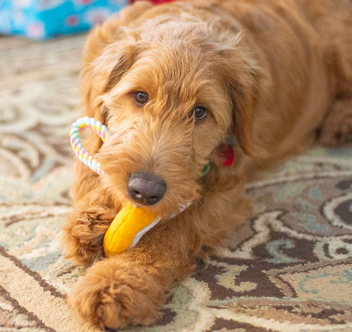 Birthday Donut Plush Dog Toy with Rope