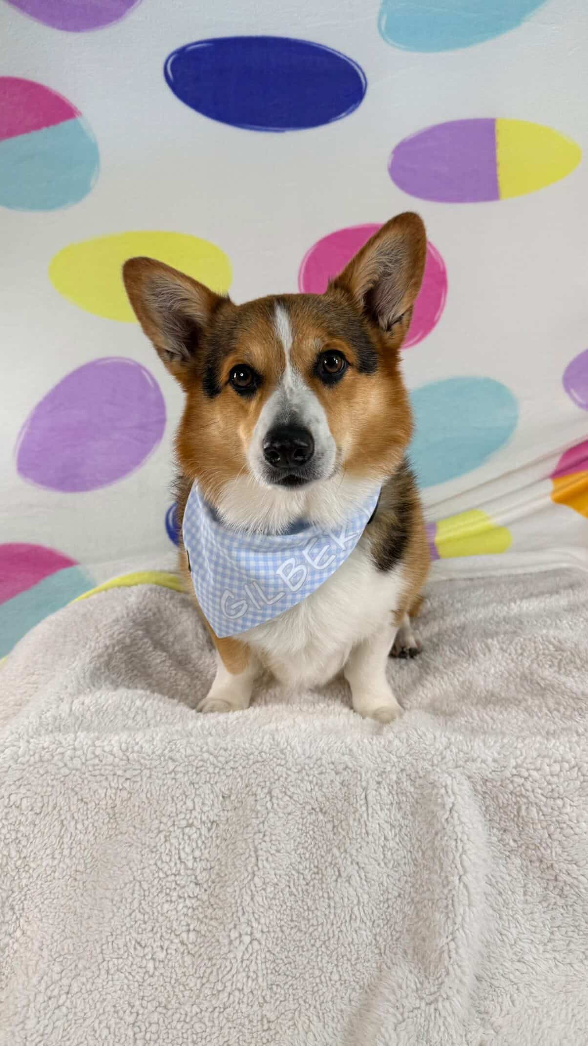Blue Easter Dog Bandana