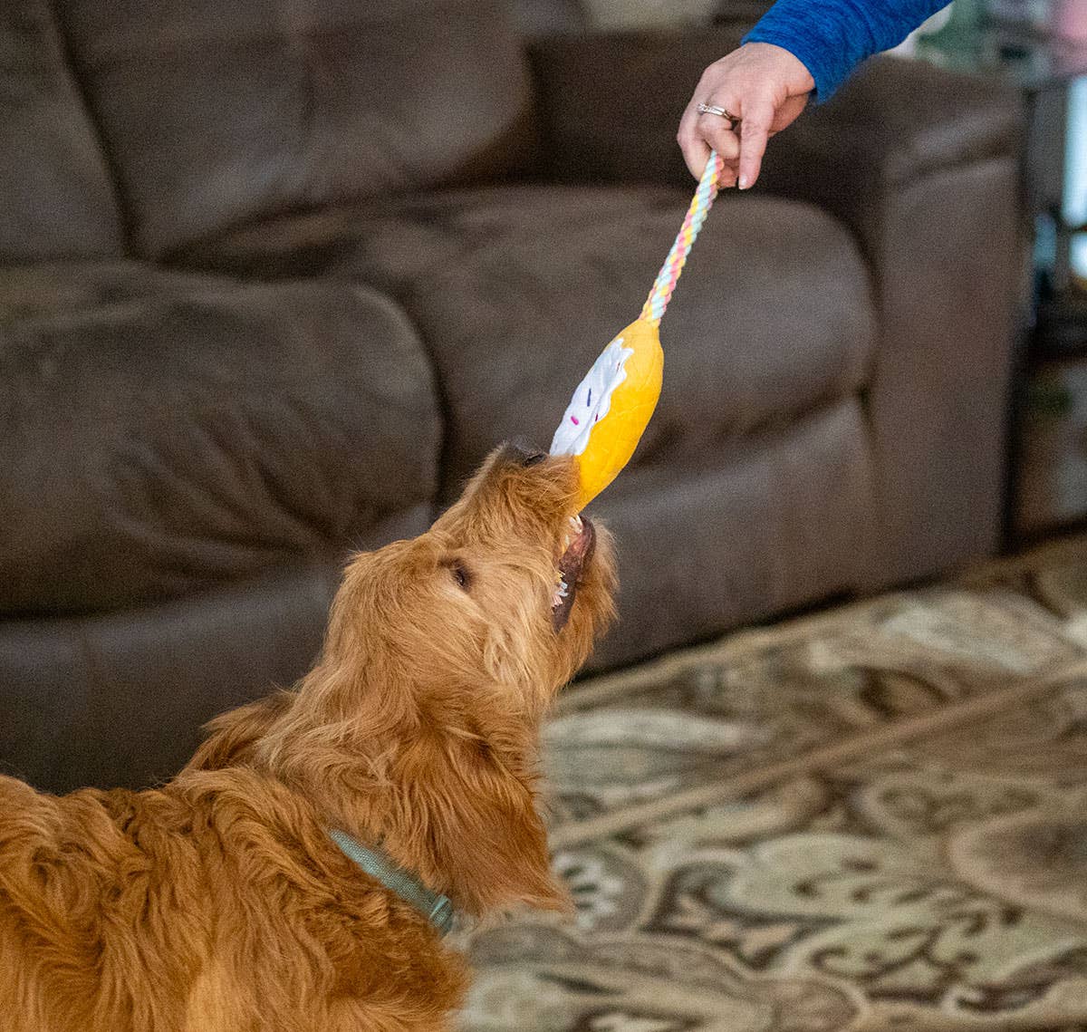 Birthday Donut Plush Dog Toy with Rope