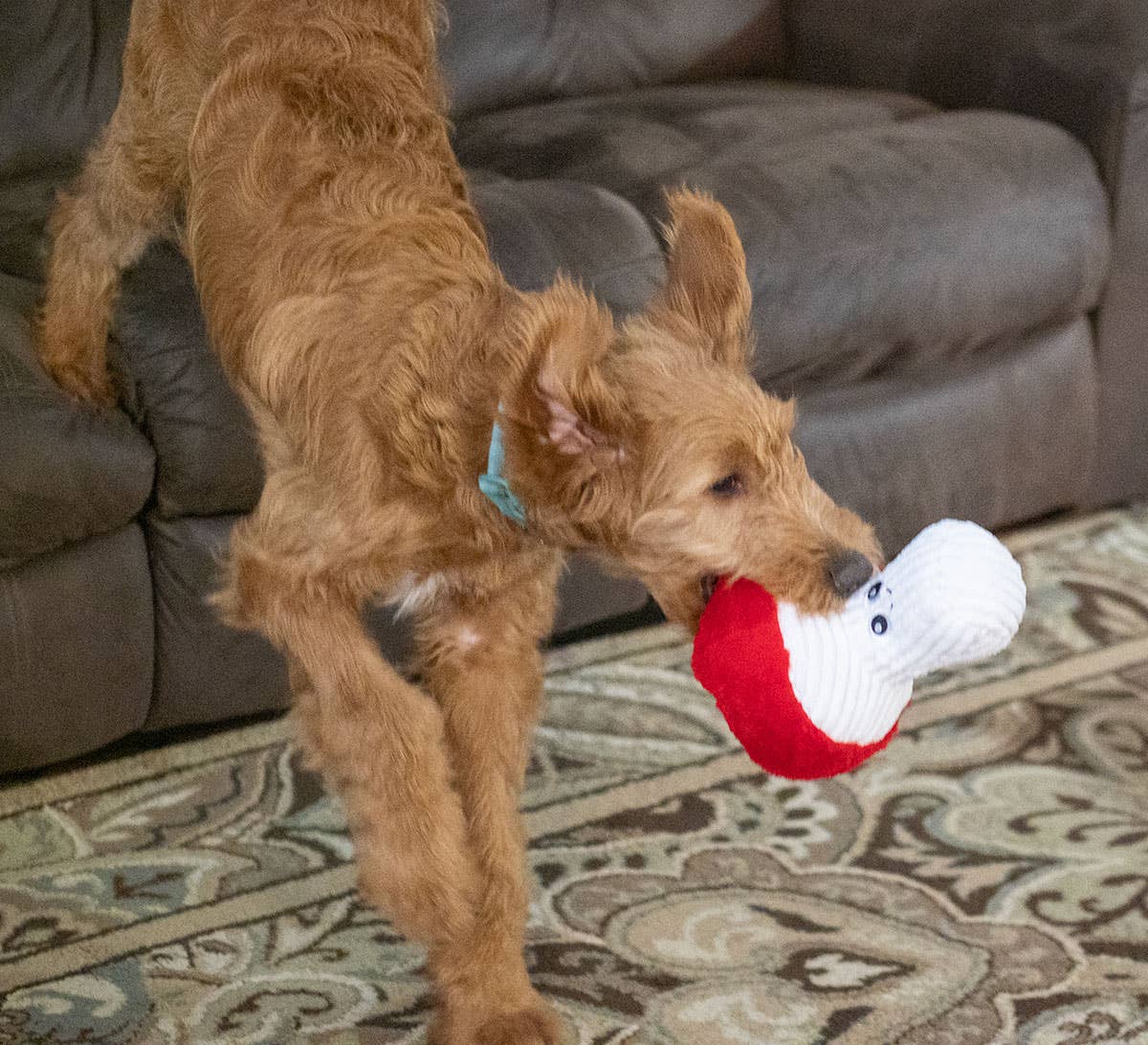 Mushroom Dog Toy