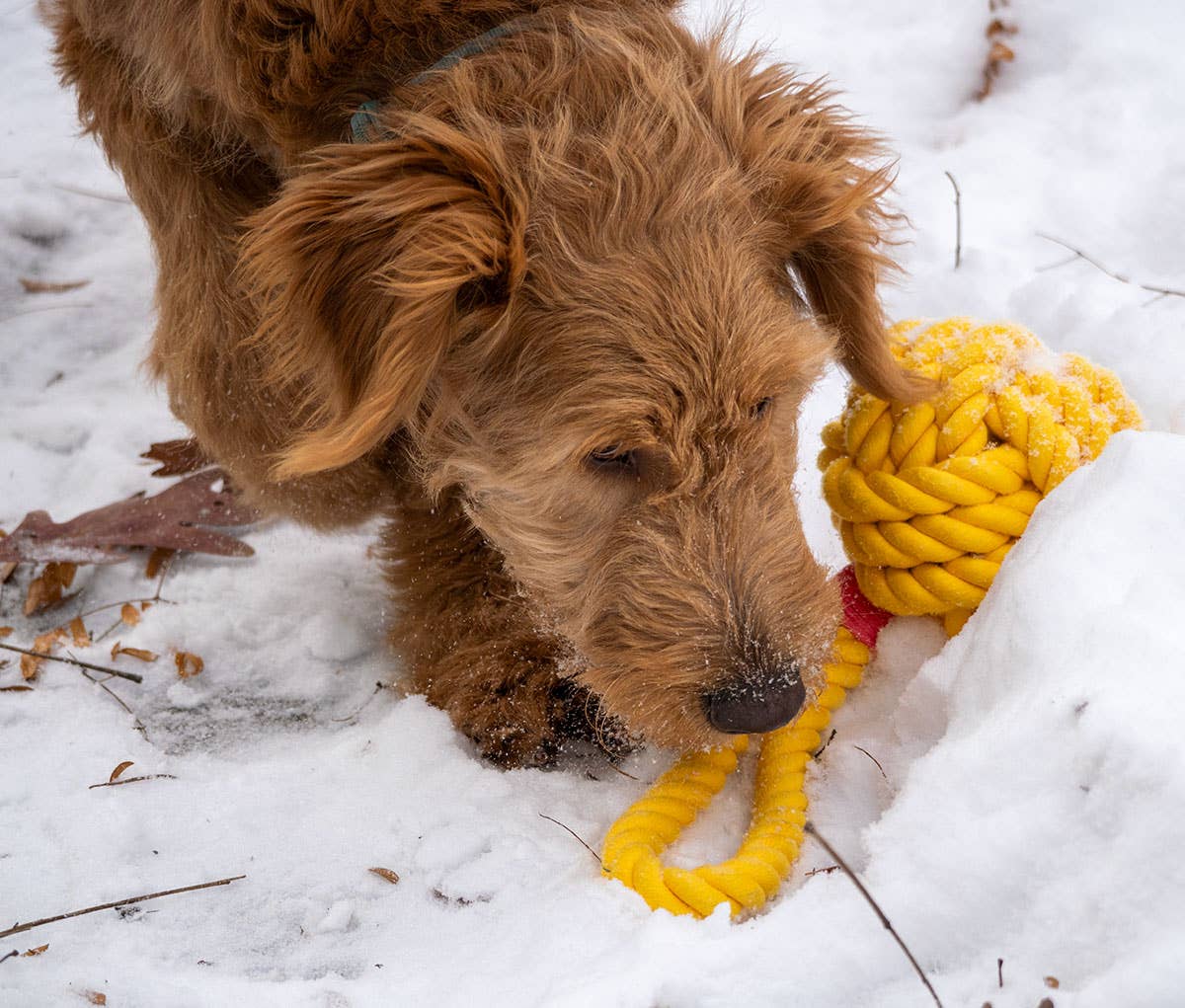 Ball Tug Twisted Rope - Large