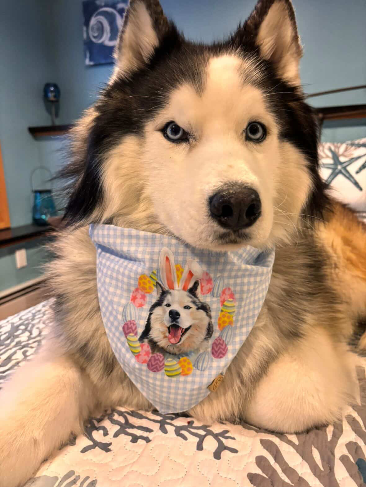 Bandana bleu pour chien de Pâques