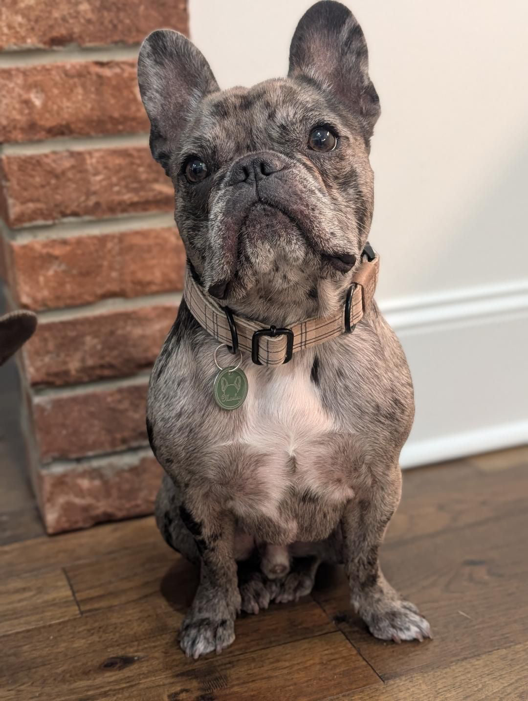 Dog Ear Tag