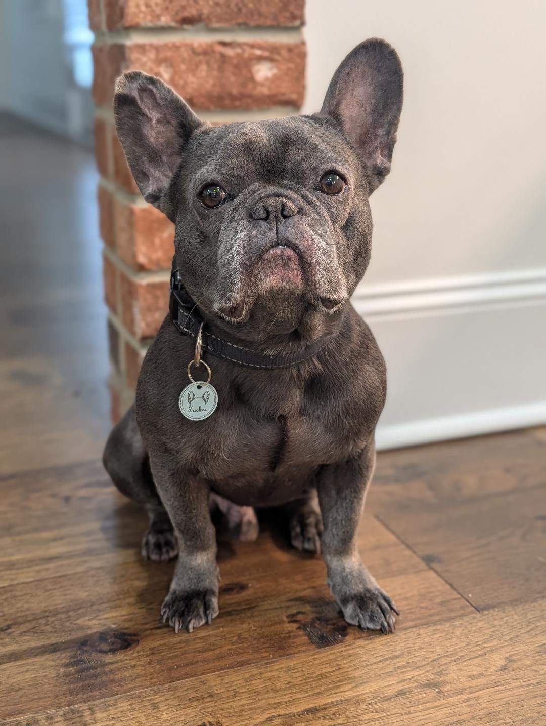 Dog Ear Tag