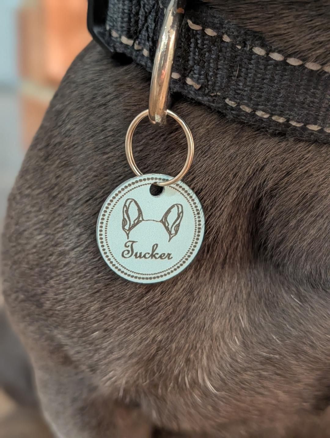 Dog Ear Tag
