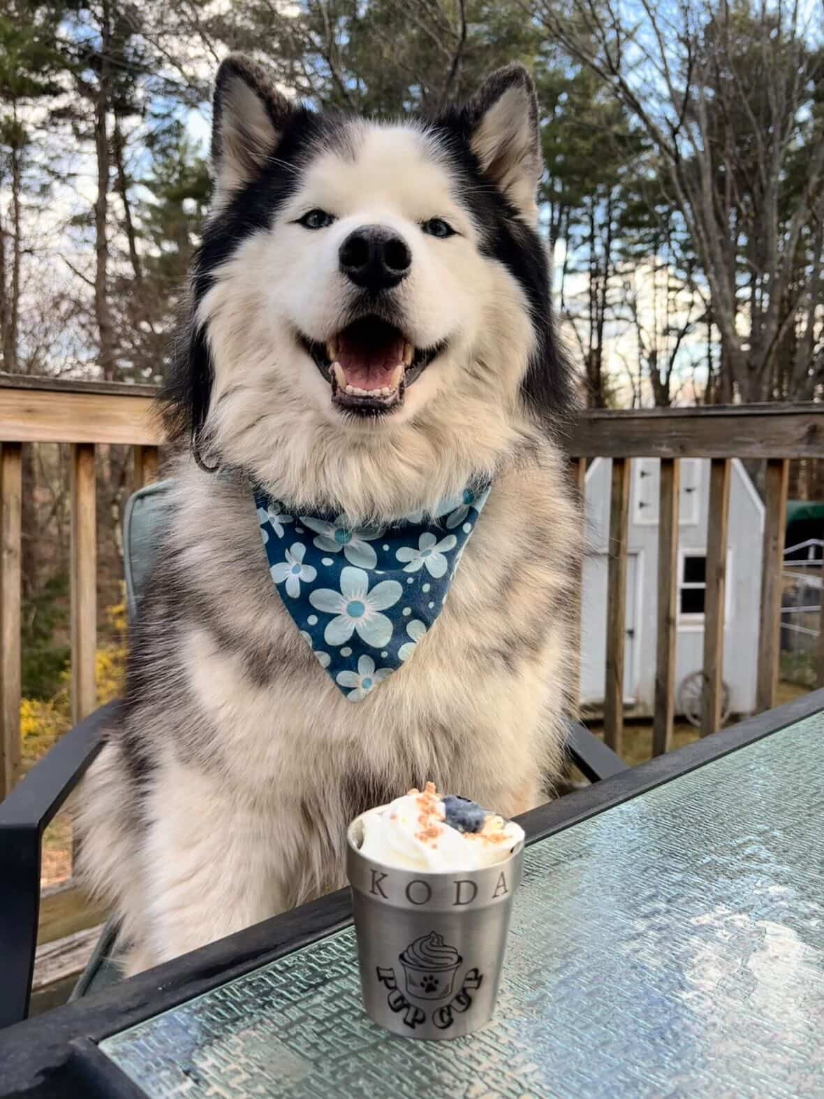 Lick-a-lot Pup Cup