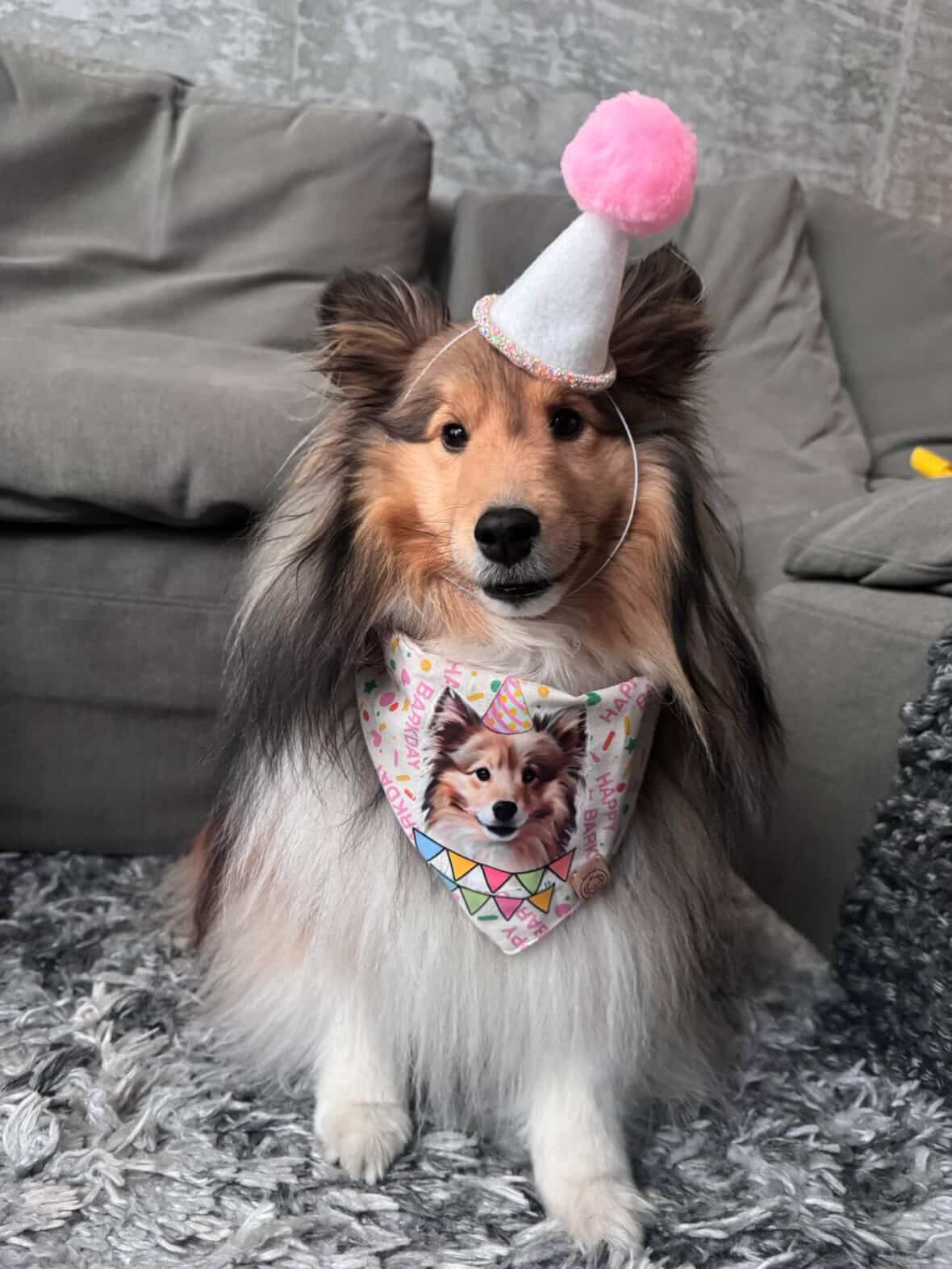 Birthday hat for dogs