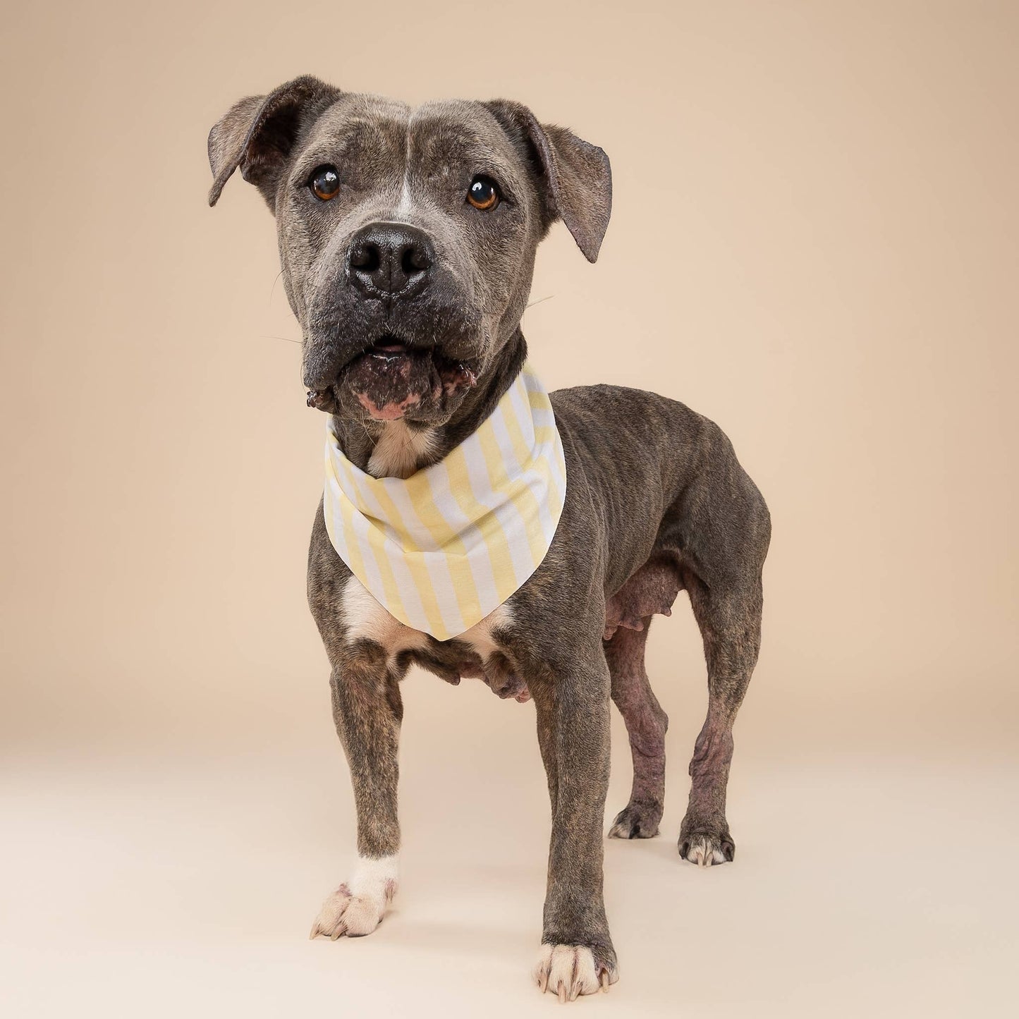 Butter Stripe  Dog Bandana