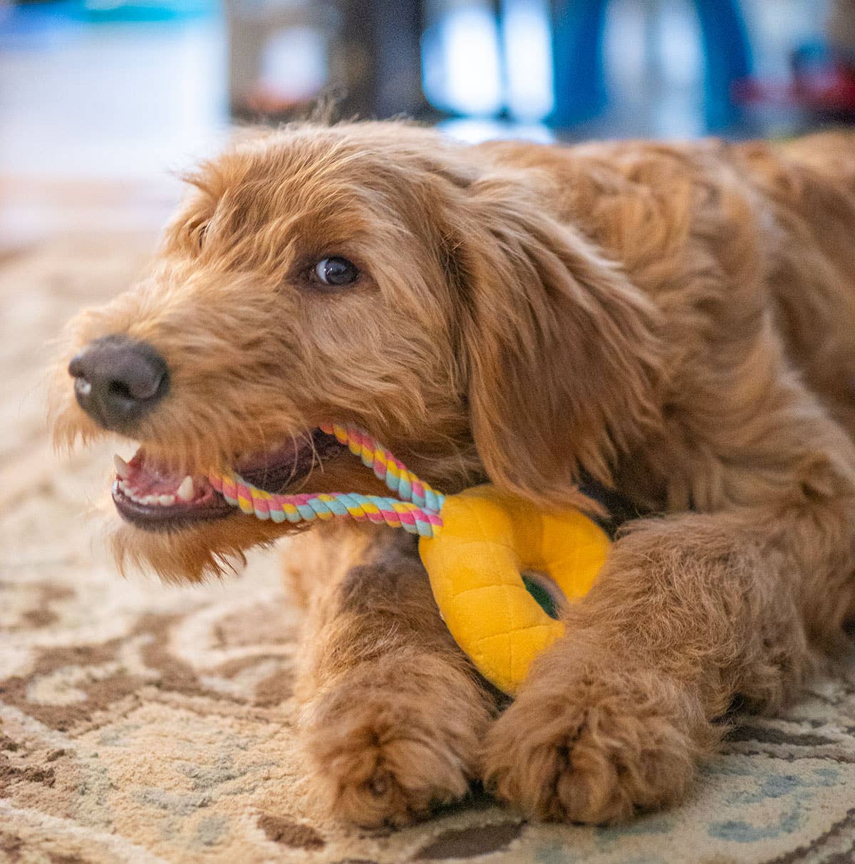 Birthday Donut Plush Dog Toy with Rope